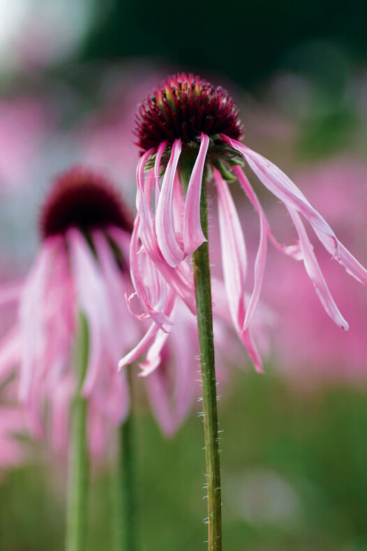Sonnenhut (Echinacea pallida) ©WALA Heilmittel GmbH